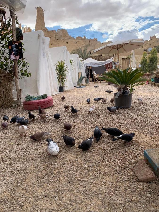 فندق Muhra Camp Siwa Siwa Oasis المظهر الخارجي الصورة